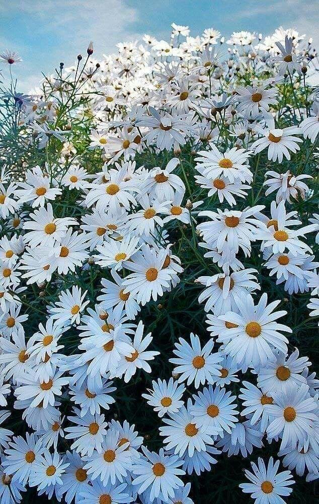 Sun-kissed Joy Dazzling Bouquet Delight